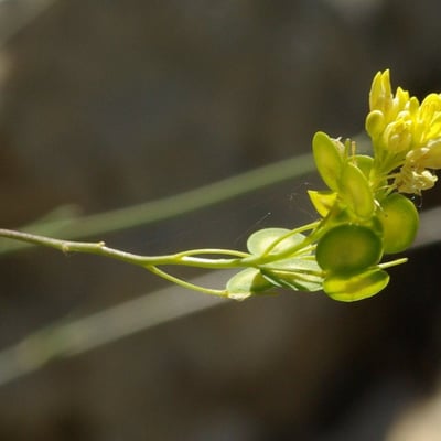 Biscutella valentina — flower