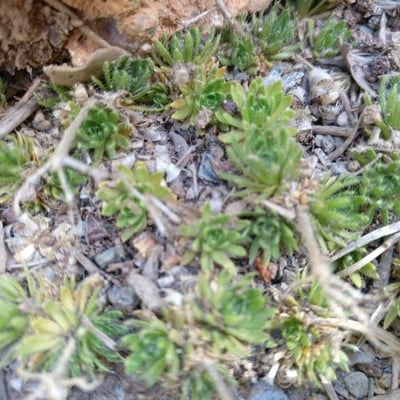 Draba hispanica — leaf