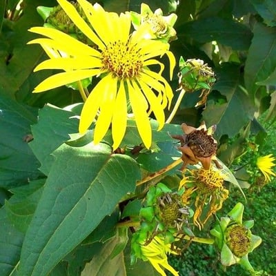 Silphium perfoliatum — flower