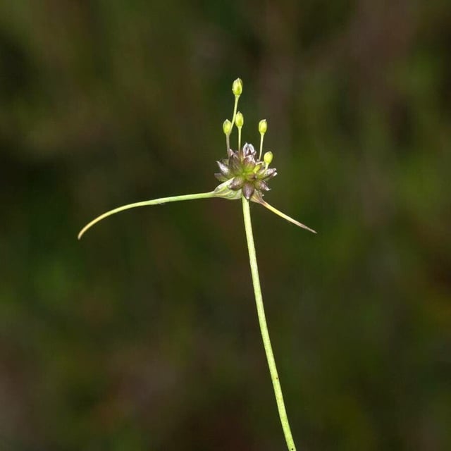 Allium oleraceum — flower