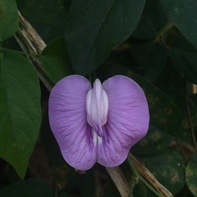 Centrosema pubescens — flower