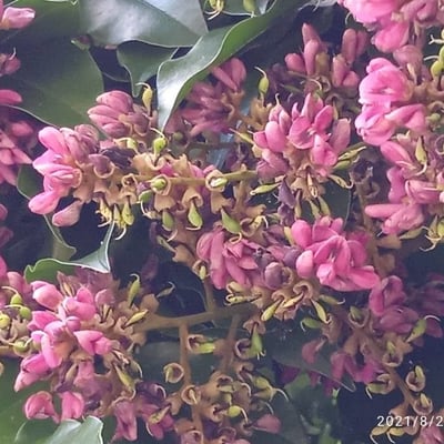 Andira inermis — flower