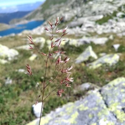 Agrostis alpina — flower