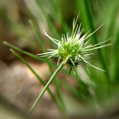 Echinaria capitata — flower