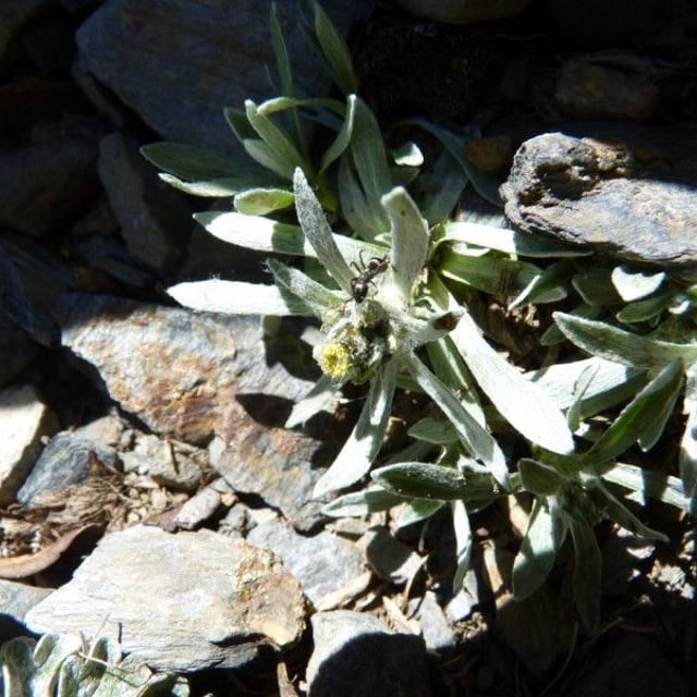 Gnaphalium supinum — flower