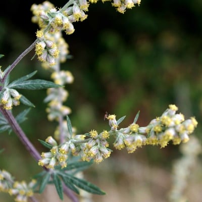 Artemisia verlotiorum — flower