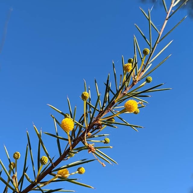 Acacia tetragonophylla — flower