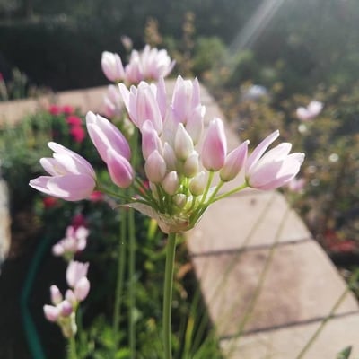 Allium flavum — flower