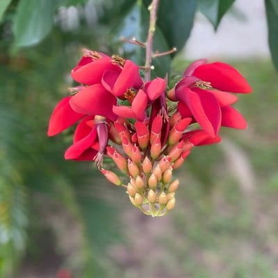 Erythrina fusca — flower