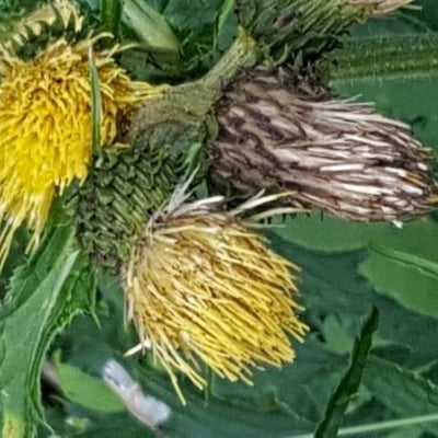Cirsium erisithales — flower