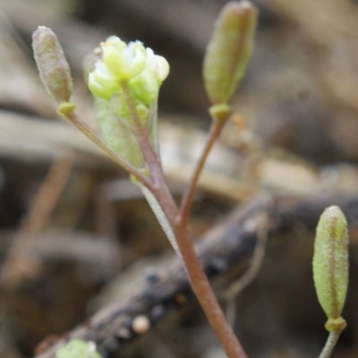 Hornungia procumbens — flower