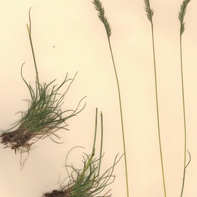Festuca nigrescens — habit