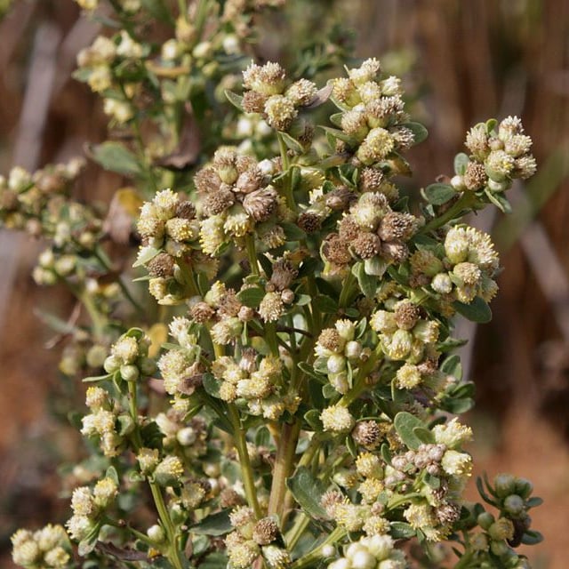 Baccharis pilularis — flower