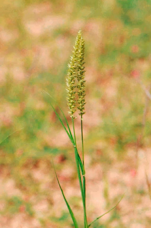 India sandbur
