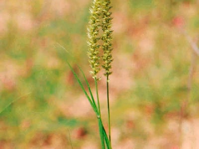 India sandbur