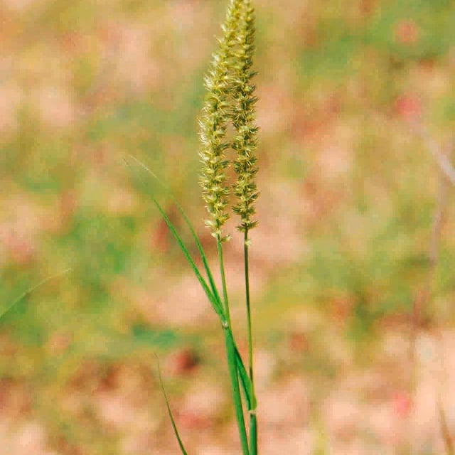 Cenchrus biflorus — flower