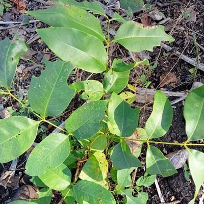 Piscidia piscipula — leaf