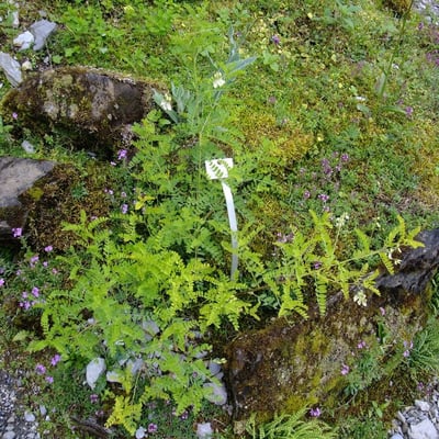 Astragalus mongholicus — habit