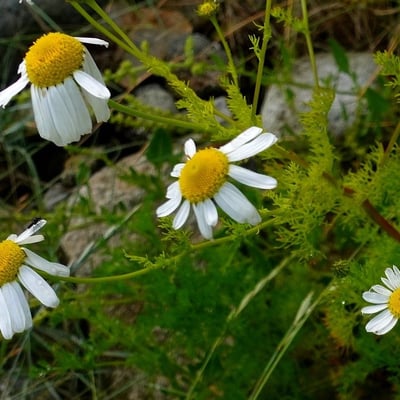 Tripleurospermum maritimum — flower