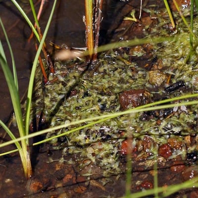 Lemna trisulca — leaf