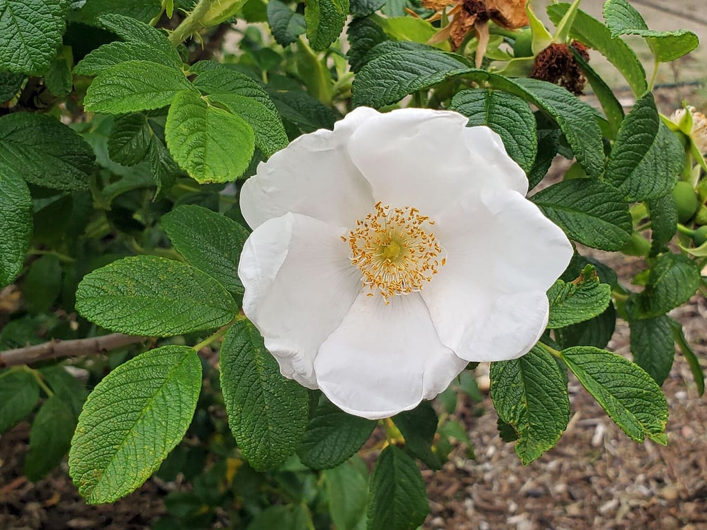 Cherokee rose