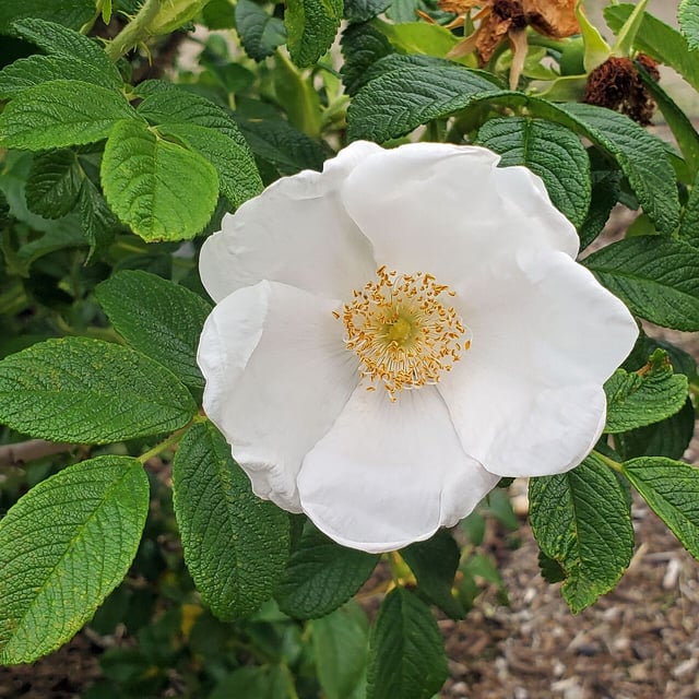 Cherokee rose