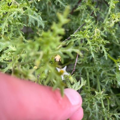 Solanum triflorum — flower
