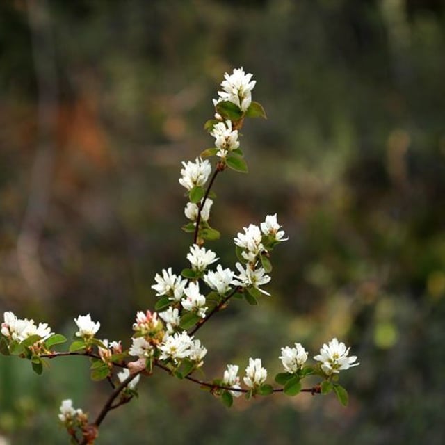 Amelanchier utahensis — flower