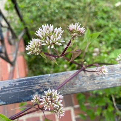 Mikania scandens — flower