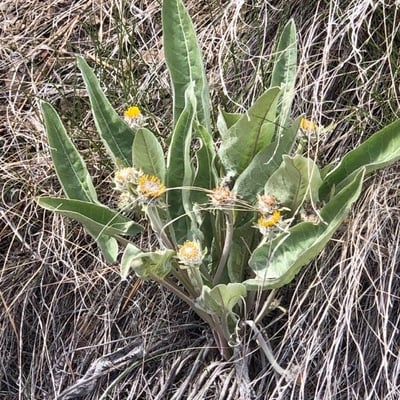 Balsamorhiza sagittata — flower