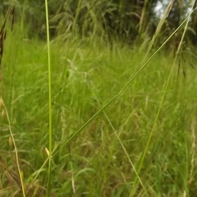 Nassella neesiana — leaf