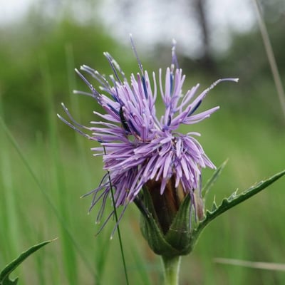 Carthamus caeruleus — flower
