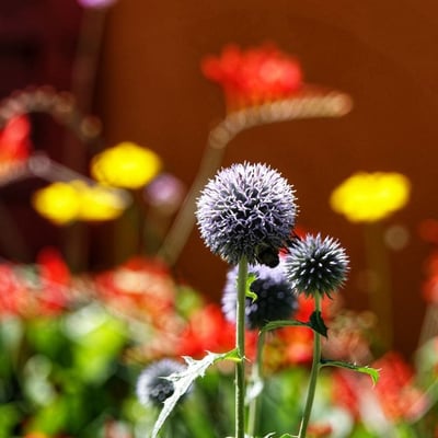 Echinops sphaerocephalus — flower