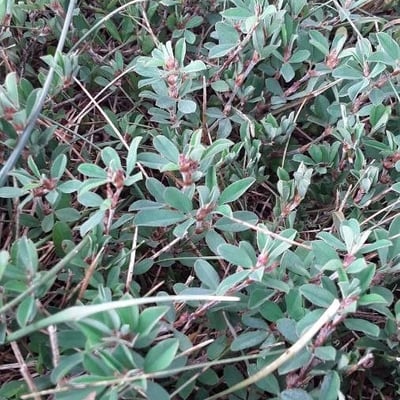 Kummerowia striata — flower