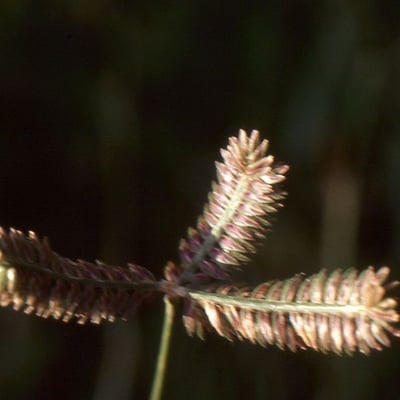 Eleusine tristachya — flower