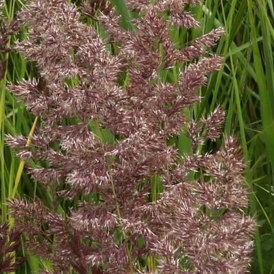 Calamagrostis canescens — flower