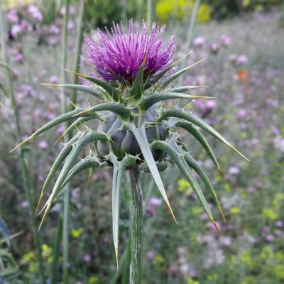 Silybum marianum — flower