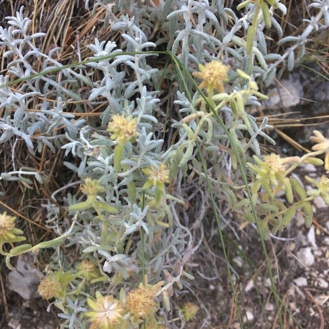 Teucrium aureum — flower