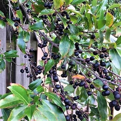 Prunus caroliniana — leaf