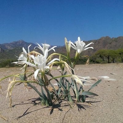 Pancratium maritimum — flower