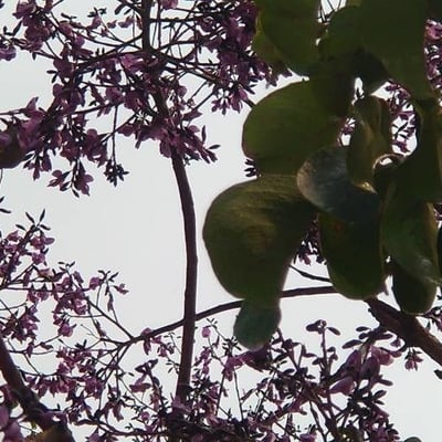 Vitex megapotamica — flower