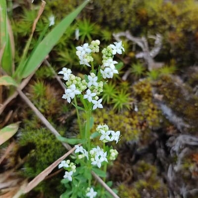 Galium saxatile — flower