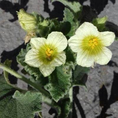 Ecballium elaterium — flower