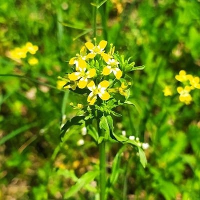 Erysimum repandum — flower