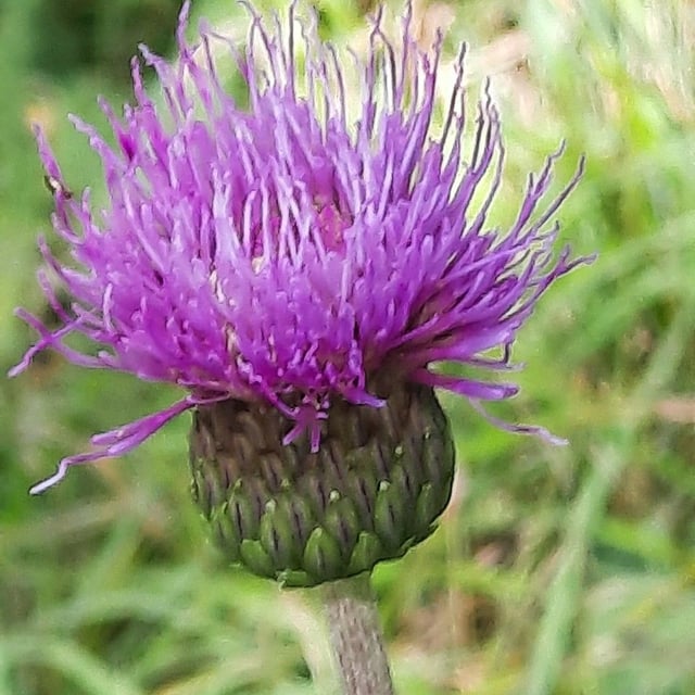 Cirsium heterophyllum — flower