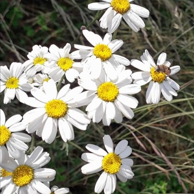 Tanacetum corymbosum — flower