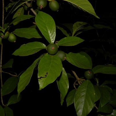 Randia armata — fruit