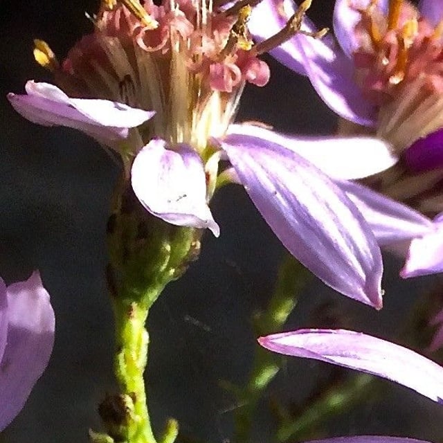 Galatella sedifolia — flower