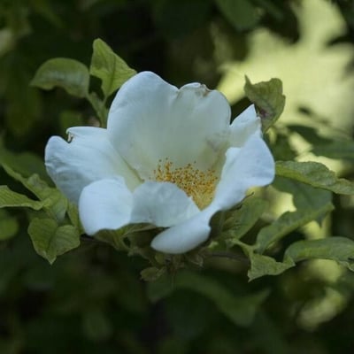 Rosa villosa — flower