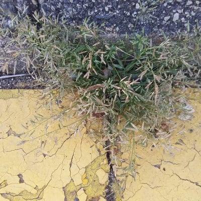 Eragrostis minor — flower